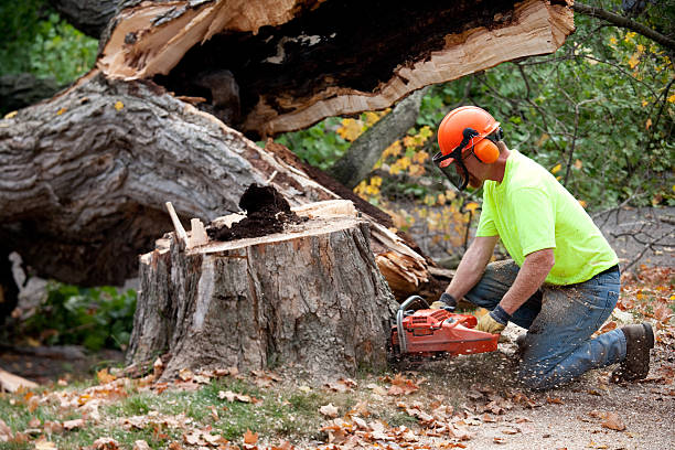 Best Root Management and Removal  in Oaklawn Sunview, KS