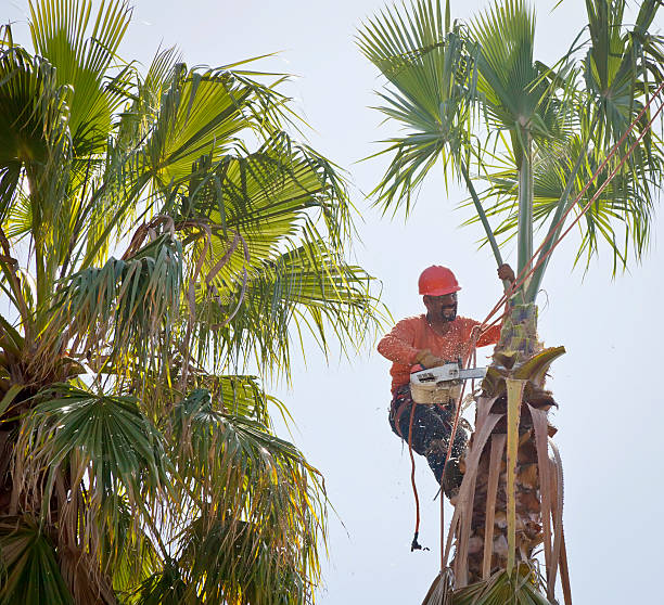 Best Arborist Consultation Services  in Oaklawn Sunview, KS