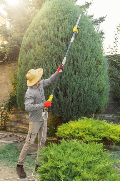 Best Tree Maintenance Programs  in Oaklawn Sunview, KS